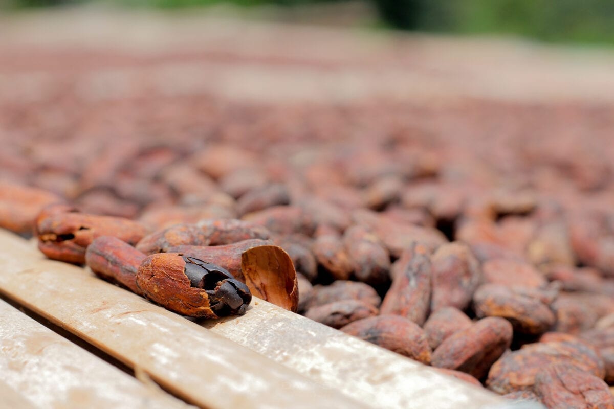Une fois récoltées et fermentées, les fèves de cacao sont séchées au soleil pendant 5 à 6 jours. Ici chez Ambroise, en Côte d'Ivoire.
