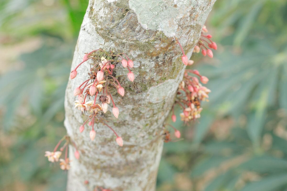 Des milliers de fleurs délicates, poussant sur des "coussins" floraux, recouvrent le tronc et les branches des cacaoyers.