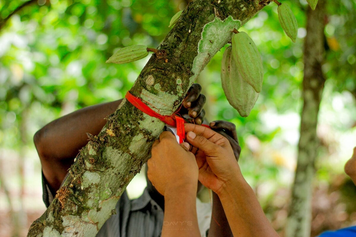 L'identification des cacaoyers Treegether se fait grâce à un code unique. Ici sur la plantation d'Ambroise, en Côte d'Ivoire.