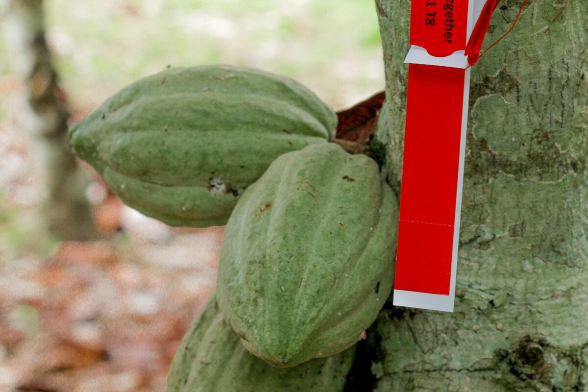 Chacun des cacaoyers que vous parrainez porte un code unique. Ici l'arbre n°8 de la parcelle 1 sur la plantation d'Ambroise en Côte d'Ivoire. Peut-être le vôtre?