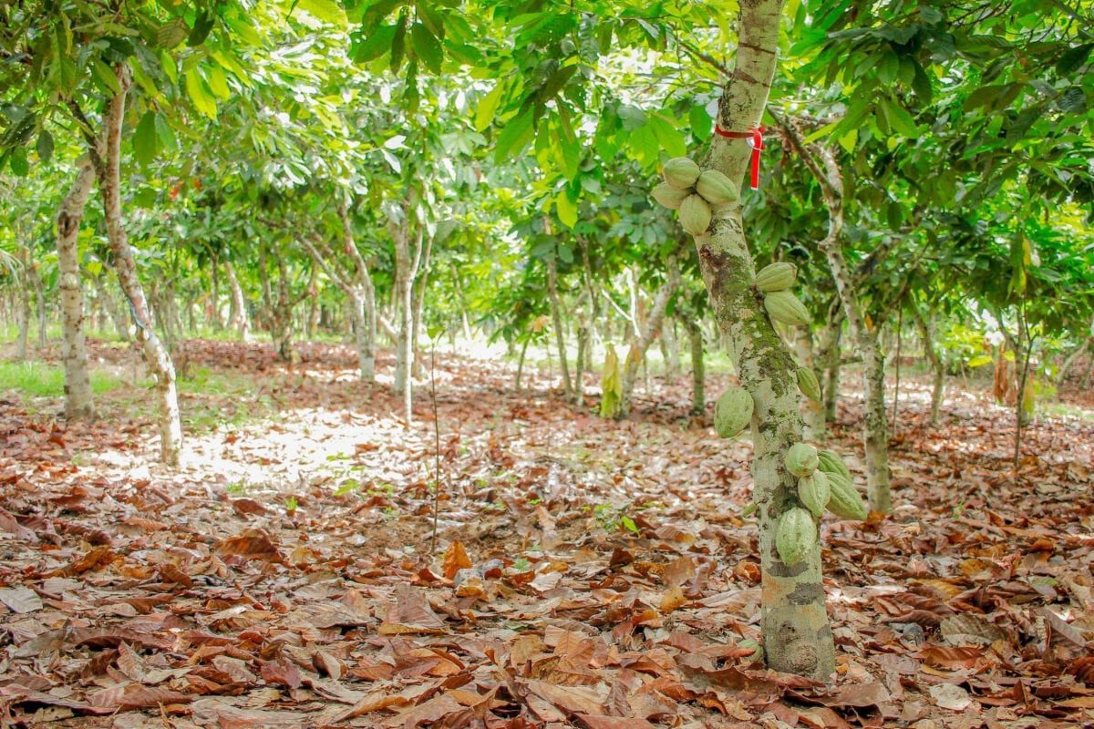 Les cacaoyers poussent sous un climat chaud et humide, en particulier 10°N 10°S de part et d'autre de l'équateur.