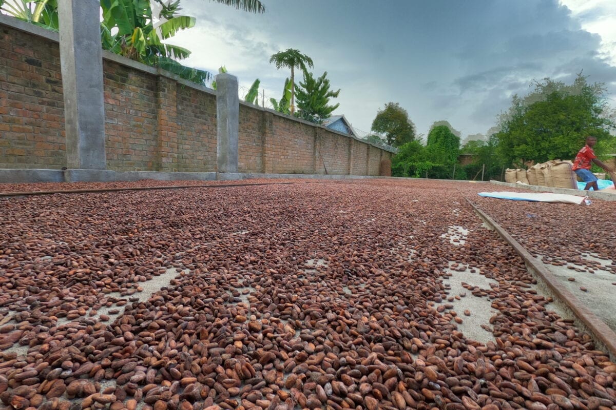 À l'issue du séchage, les fèves de cacao sont mises en sacs de jute afin d'être exportées.