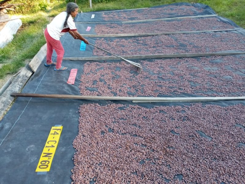 Séchage des fèves de cacao chez Edelmira au Pérou