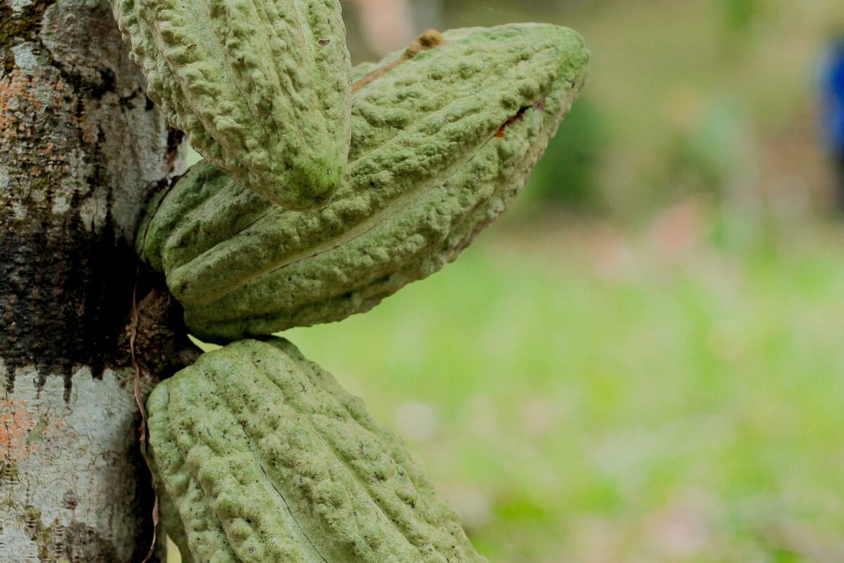 Après 5 à 6 mois, la cabosse atteint sa maturité. Elle est récoltée manuellement