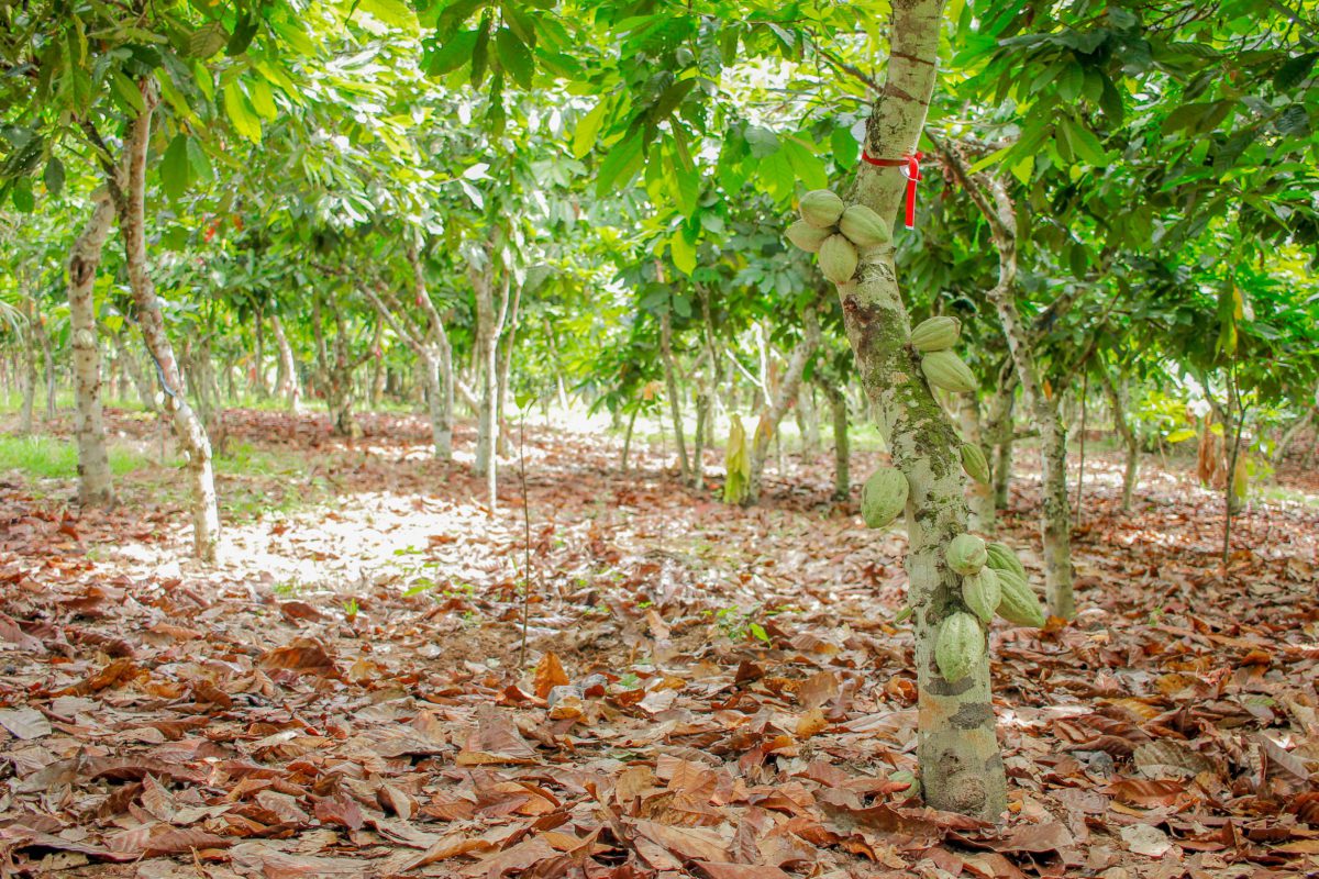 La plantation de cacao d'Ambroise en Côte d'Ivoire, pionnier de l'agroforesterie